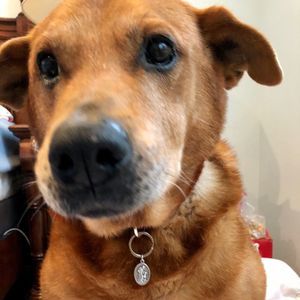 ST FRANCIS TAG MEDAL WITH STERLING NECKLACE & CARDS PET CHARITY